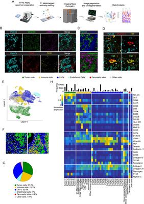 Depicting the cellular complexity of pancreatic adenocarcinoma by Imaging Mass Cytometry: focus on cancer-associated fibroblasts